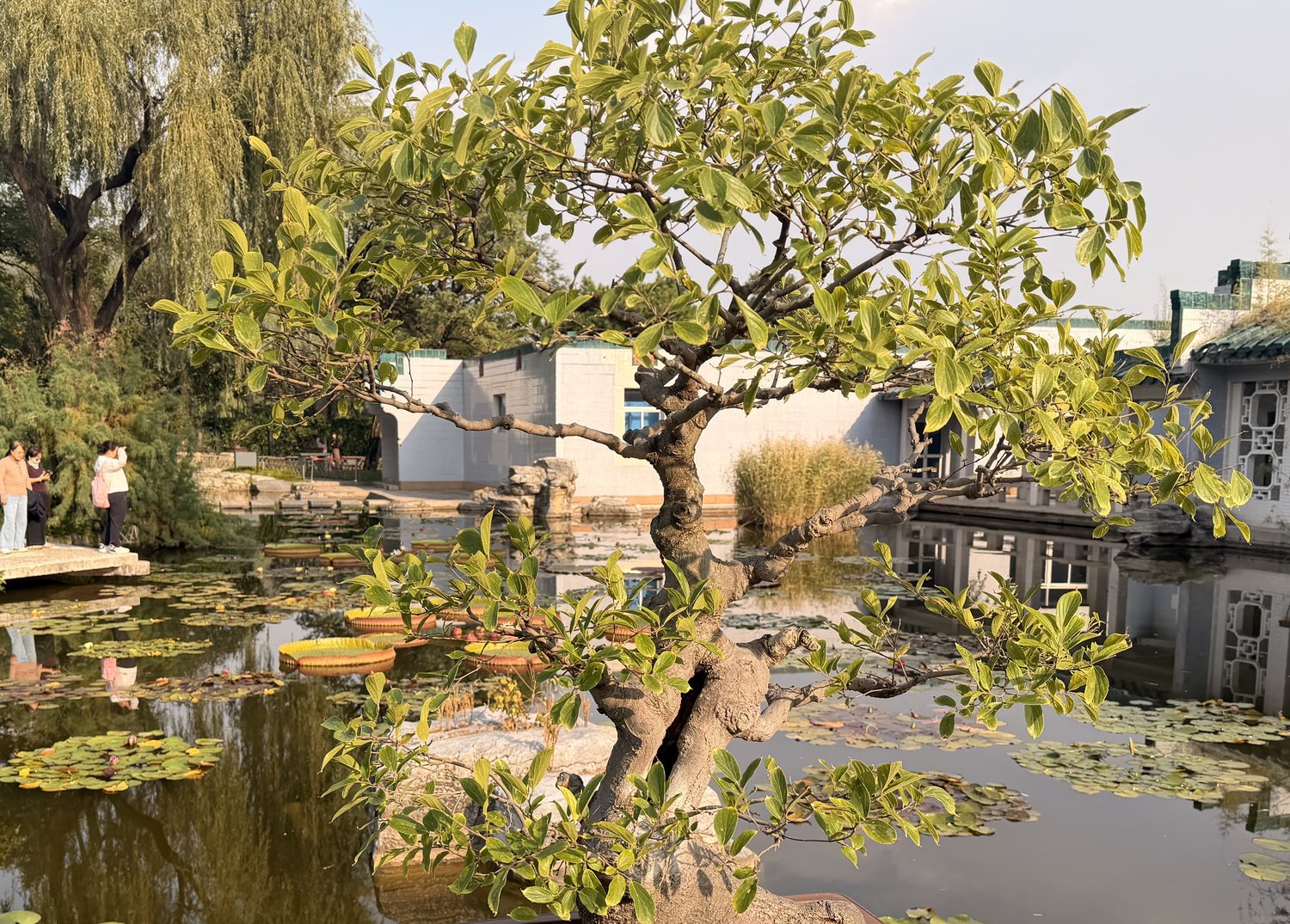 朴树盆景的树冠特写：卵形叶片密集，枝条灰褐扭曲，水面倒影与白墙为背景