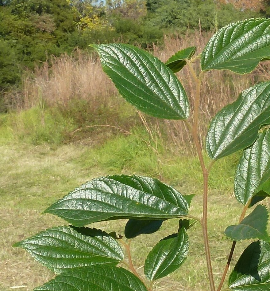朴树一年生苗株：同一茎节上左右交错着生卵形叶片，叶面三级脉清晰，叶缘具细锯齿